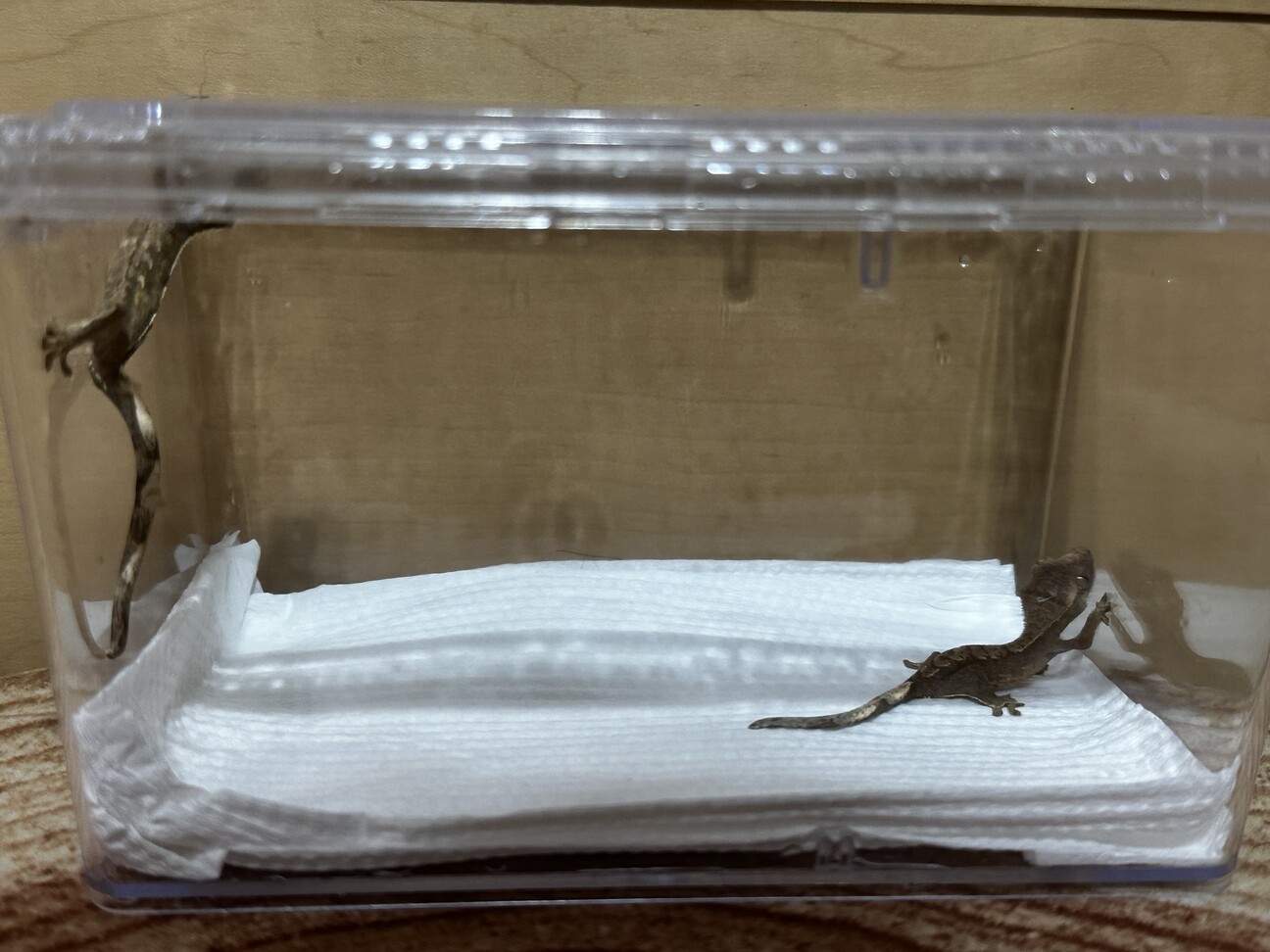 クレステッドゲッコー 赤」神奈川県 - 爬虫類・他の里親募集(527004