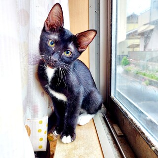 大切に可愛がって下さる飼い主さまいませんか