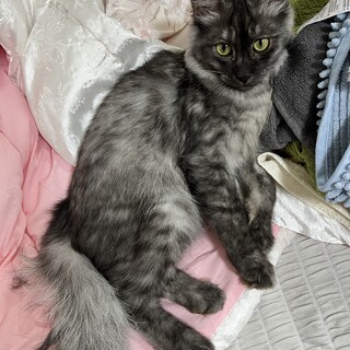 11/3譲渡会]個性的な長毛イケメンパスカルくん