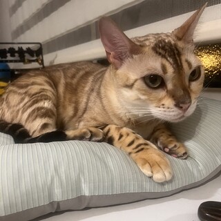 よろしくお願いします