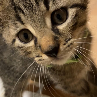 人懐っこいキジトラ　2ヶ月　オス