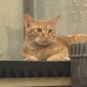 茶トラ・甘えん坊王子・生後約10ヶ月♪