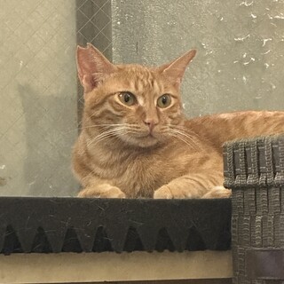 茶トラ・甘えん坊王子・生後約10ヶ月♪