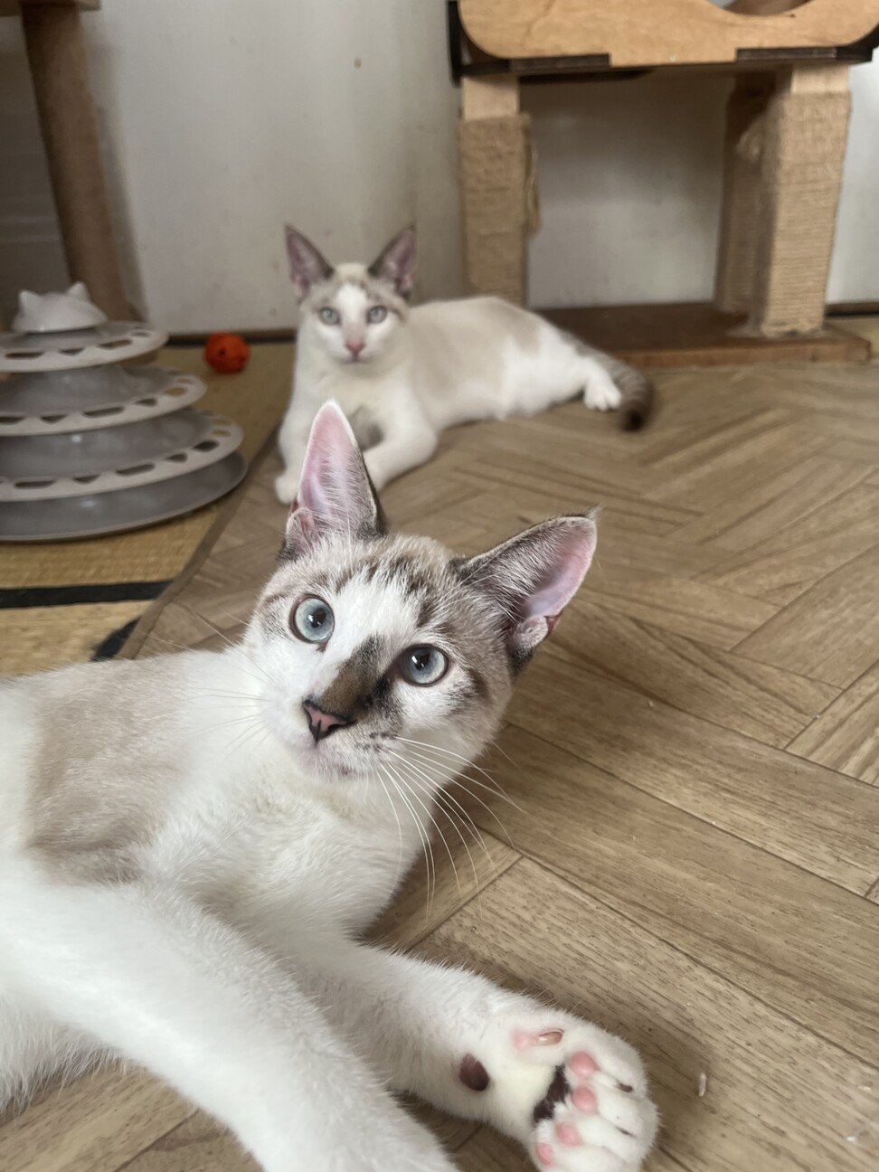 抱っこOK 甘えん坊な」東京都 - 猫の里親募集(527000) 7枚目