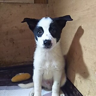 保健所救出犬！里親様緊急募集！！