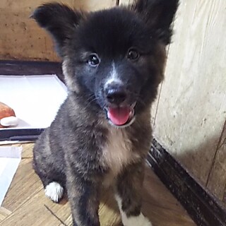 保健所救出犬！里親様緊急募集！！