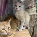 茶トラ、茶白、兄弟猫ちゃん　