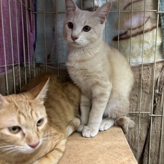 茶トラ、茶白、兄弟猫ちゃん　