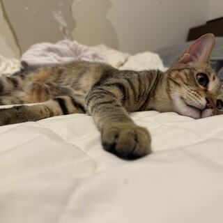 レイ(旧ムース)ちゃん