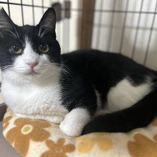 【綺麗な黄色の目が可愛い男の子】ブルーノくん