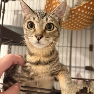 【色白で大きな瞳が可愛い】ユズ(旧ちゃーちゃん)