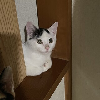 かわいいハチワレ君