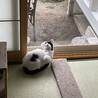 かわいいハチワレ君 サムネイル7