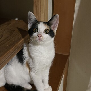 かわいいミケちゃん