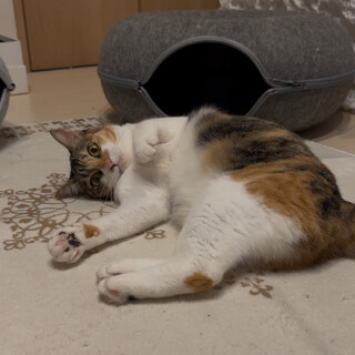 人大好き甘えん坊　ちくわちゃん　推定3歳