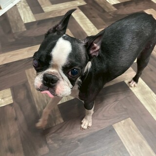 飼育放棄からの保護チャロ（一旦中止）