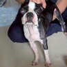 飼育放棄からの保護チャロ