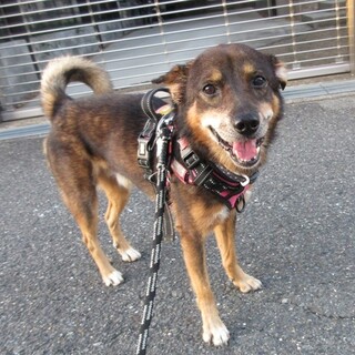 優しくて温厚な性格、少し気が弱くて愛らしいサンマ君