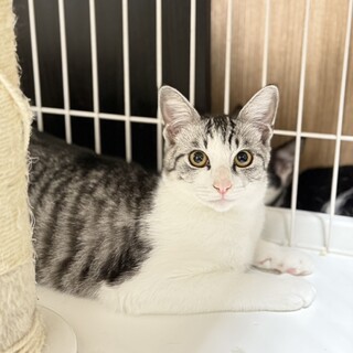 【兄妹1のイケメン猫】ミュウくん