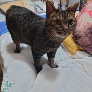 ７歳のキジトラ