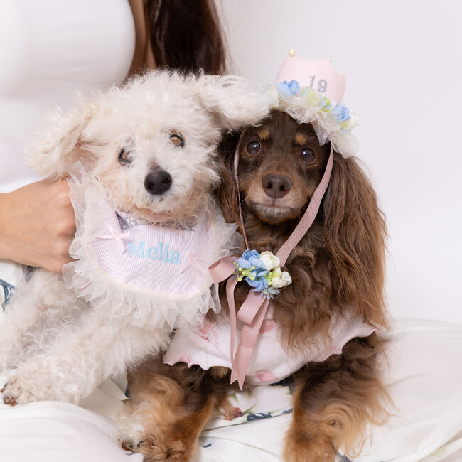 pinkdogのカバー写真