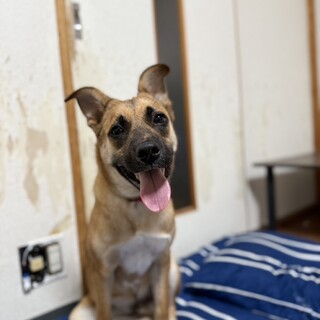 【元気いっぱいな男の子】ジョーくん