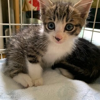 可愛い靴下猫 山彦君１、５ヶ月