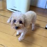 10歳のタイニープードルの女の子 サムネイル3