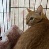 穏やかな茶トラの女の子♪こむぎ サムネイル2