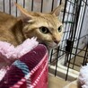 穏やかな茶トラの女の子♪こむぎ サムネイル3