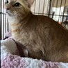 穏やかな茶トラの女の子♪こむぎ サムネイル5