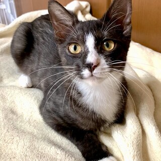 エンジンルームに入って運ばれてきた子猫