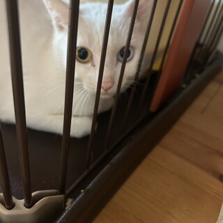 2歳程度　白猫　メス　オッドアイ