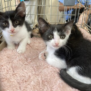 元気で甘えん坊な黒白兄弟☆