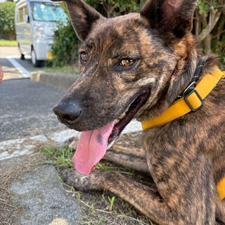 大きくてパワフルな【ベポ】くん