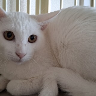 ​A family of white  ～ひまり～