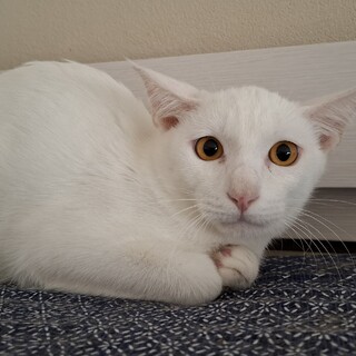 ​A family of white ～みなと～