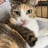 愛嬌たっぷり三毛猫つむぎちゃん♪ サムネイル2