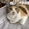 愛嬌たっぷり三毛猫つむぎちゃん♪ サムネイル3