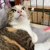 愛嬌たっぷり三毛猫つむぎちゃん♪ サムネイル4