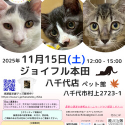 花ねこ譲渡会