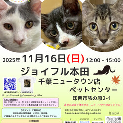 花ねこ譲渡会