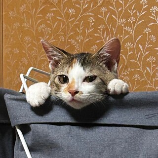 天真爛漫なミケ女デイジー