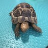 里親様決定　募集条項の変更ができないためタイトルで サムネイル2