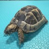里親様決定　募集条項の変更ができないためタイトルで サムネイル3