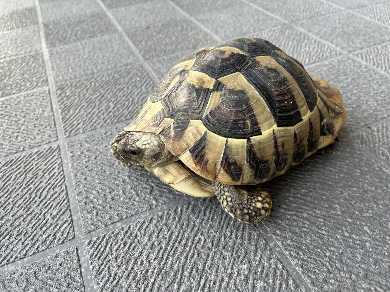 ヘルマンリクガメの里親募集！」京都府 - 爬虫類・他の里親募集(527048 