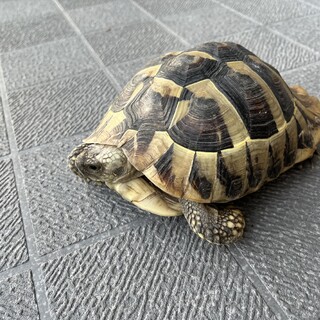 ヘルマンリクガメの里親募集！