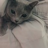 こここるん