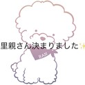 トイプードル/女の子/4歳
