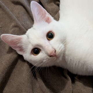 抱っこもチューもOK！スリゴロ三女ちゃん